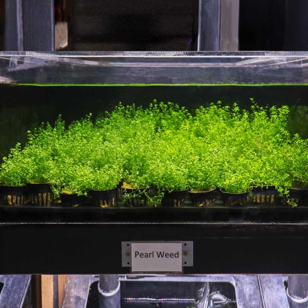 Pearl Weed - Aquarium Co - Op