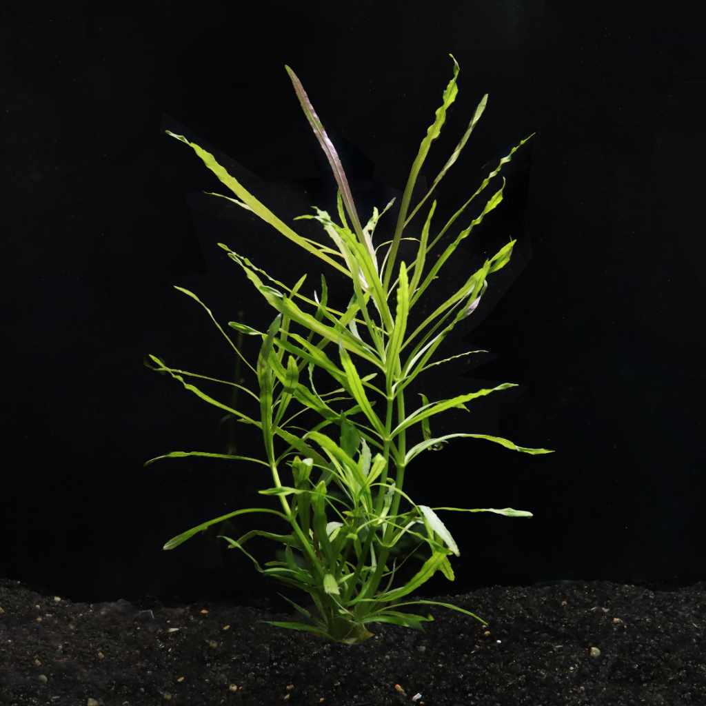 Pogostemon Stellatus 'Octopus' - Aquarium Co - Op