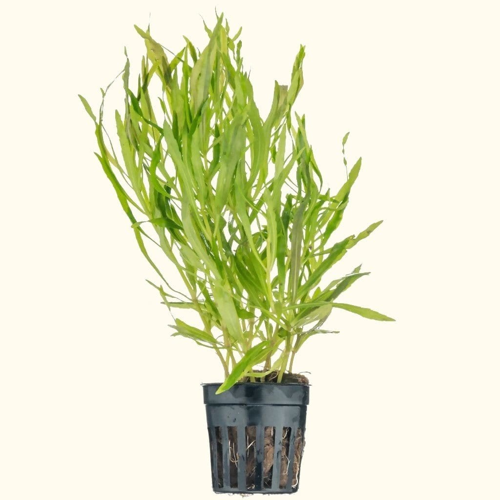 Pogostemon Stellatus 'Octopus' - Aquarium Co - Op