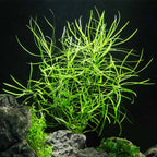 Pogostemon Stellatus 'Octopus' - Aquarium Co - Op