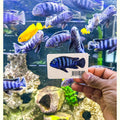 Pseudotropheus Saulosi Decal Sticker - Aquarium Co - Op