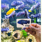 Pseudotropheus Saulosi Decal Sticker - Aquarium Co - Op