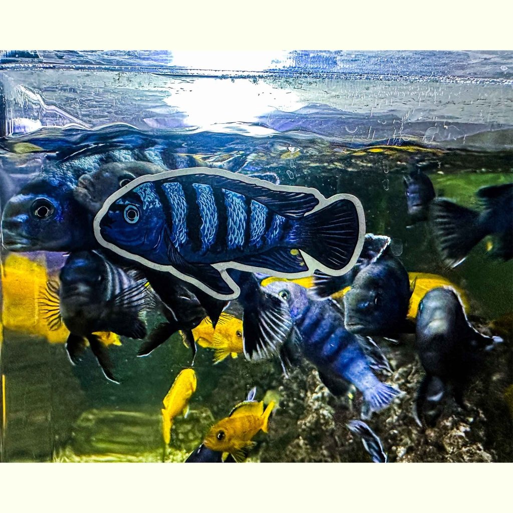 Pseudotropheus Saulosi Decal Sticker - Aquarium Co - Op