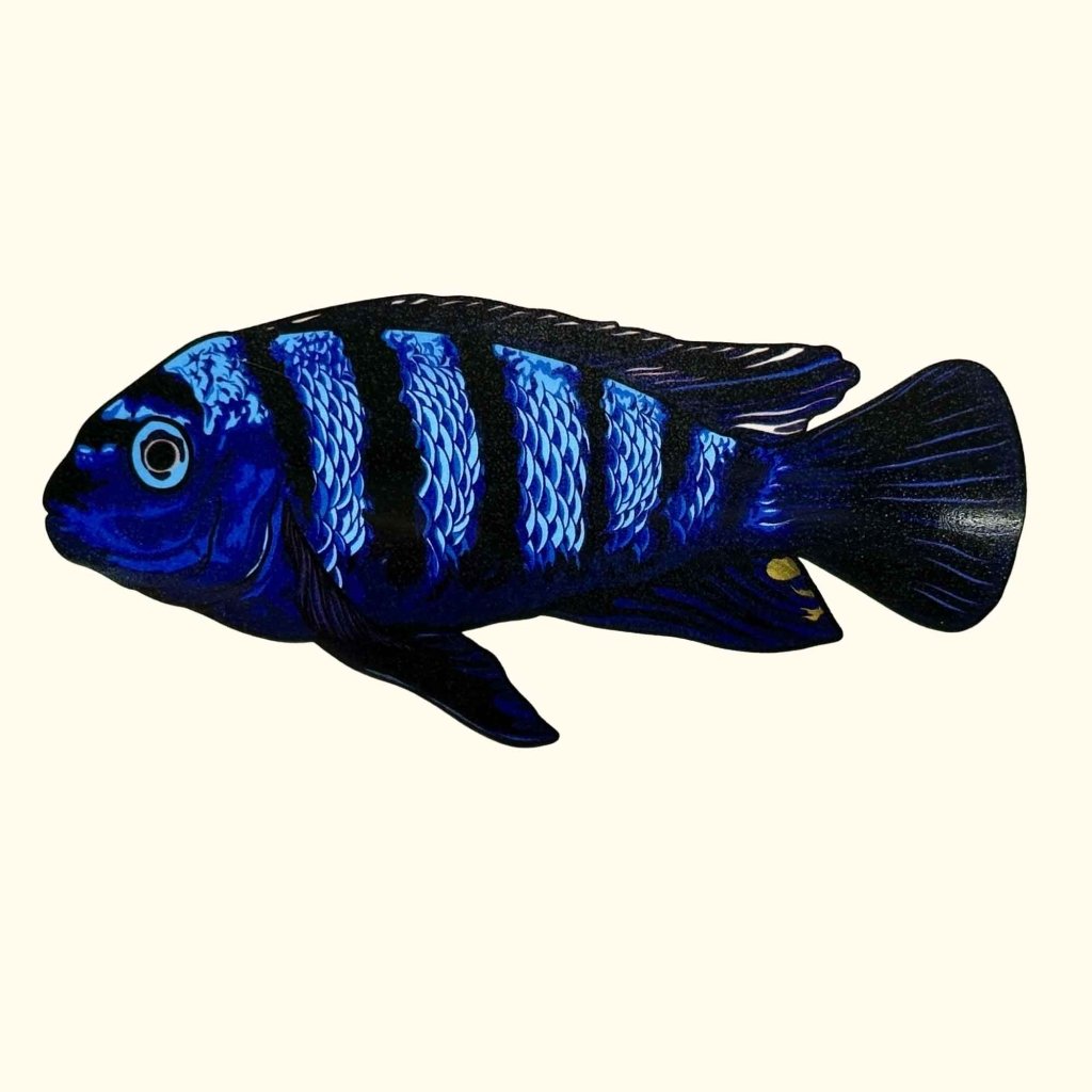 Pseudotropheus Saulosi Decal Sticker - Aquarium Co - Op