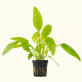 Radican Marble Queen Sword - Aquarium Co - Op