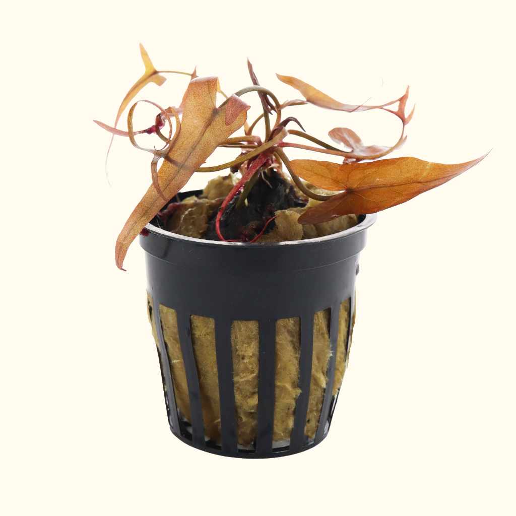 Red Dwarf Aquarium Lily Bulb - Aquarium Co - Op