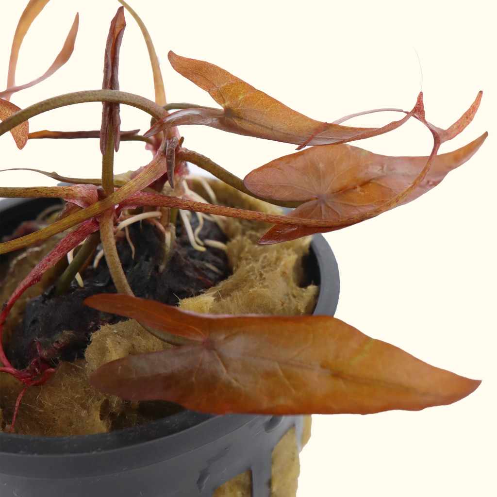 Red Dwarf Aquarium Lily Bulb - Aquarium Co - Op