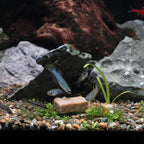 Repashy Community Plus - Aquarium Co - Op