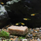 Repashy Spawn and Grow - Aquarium Co - Op