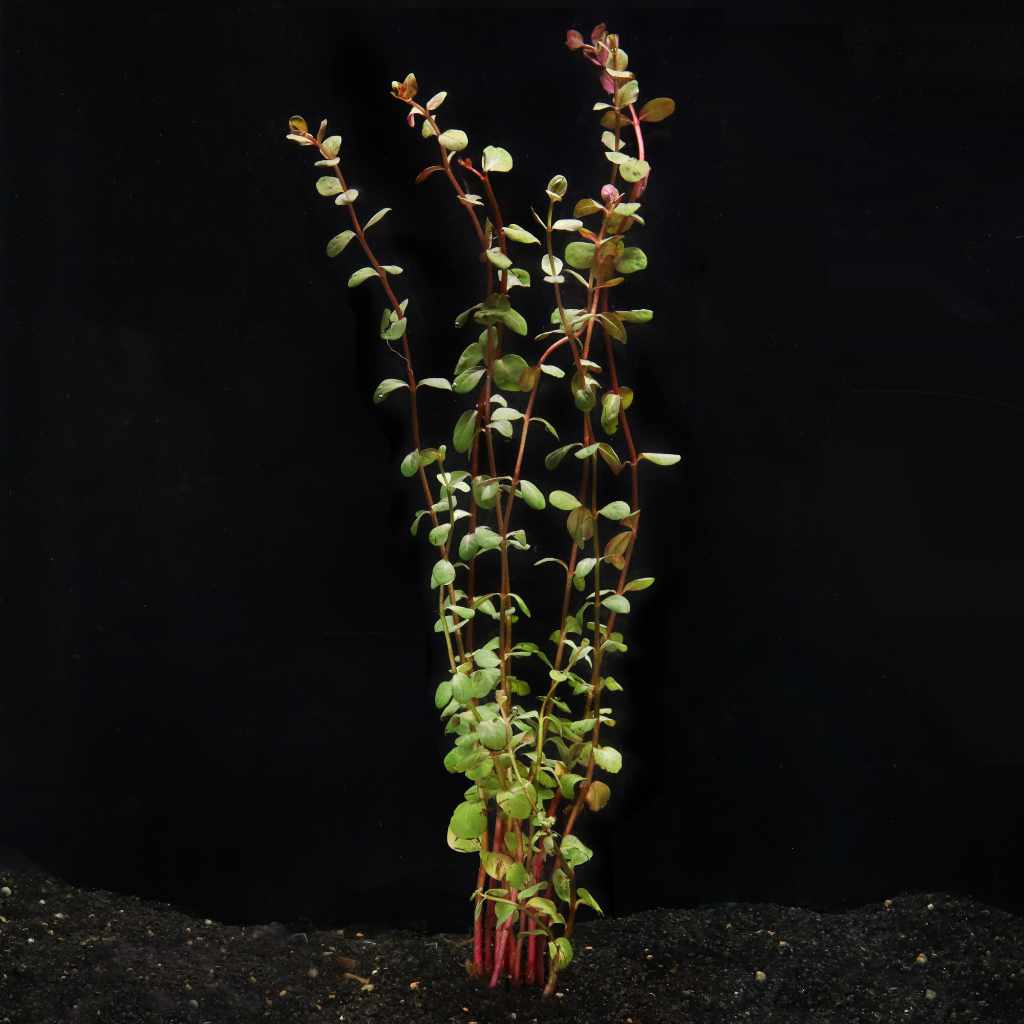 Rotala H’ra - Aquarium Co - Op