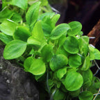 Schismatoglottis Prietoi Tissue Culture - Aquarium Co - Op