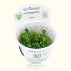 Schismatoglottis Prietoi Tissue Culture - Aquarium Co - Op