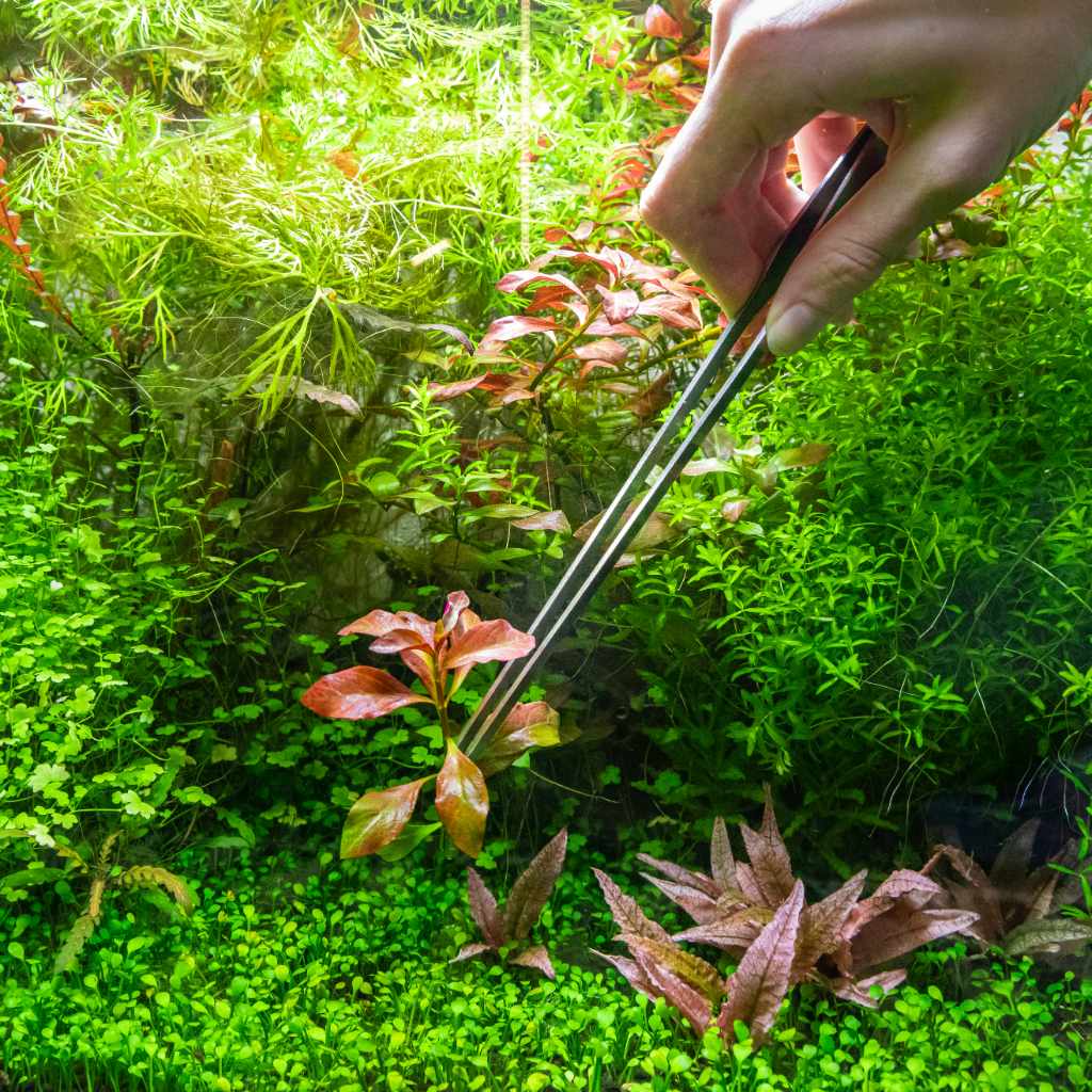 Scratch and Dent Planting Tweezers - Aquarium Co - Op