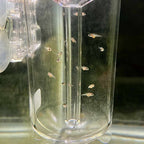 Scratch and Dent Ziss Egg Tumbler - Aquarium Co - Op