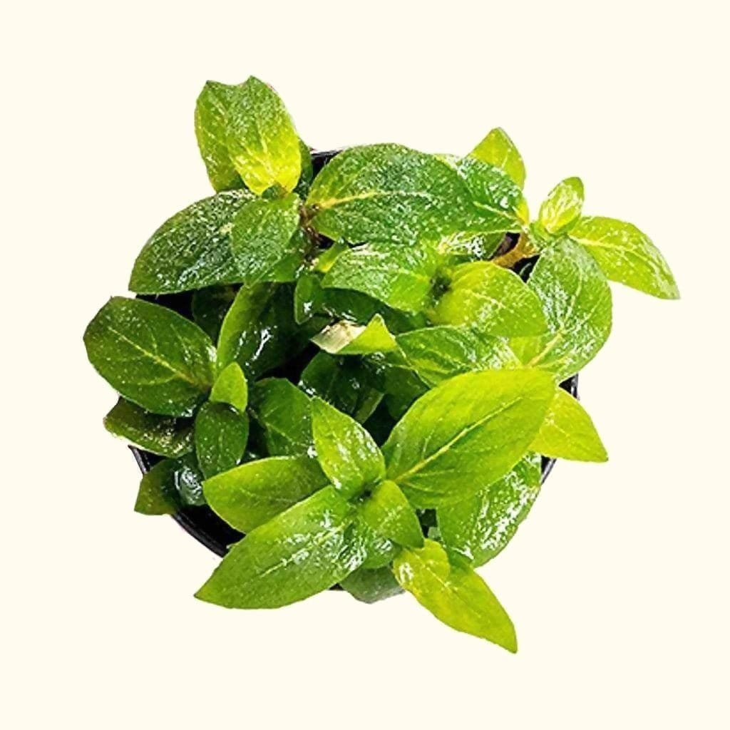 Staurogyne Repens - Aquarium Co - Op