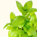 Staurogyne Repens - Aquarium Co - Op