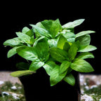 Staurogyne Repens - Aquarium Co - Op