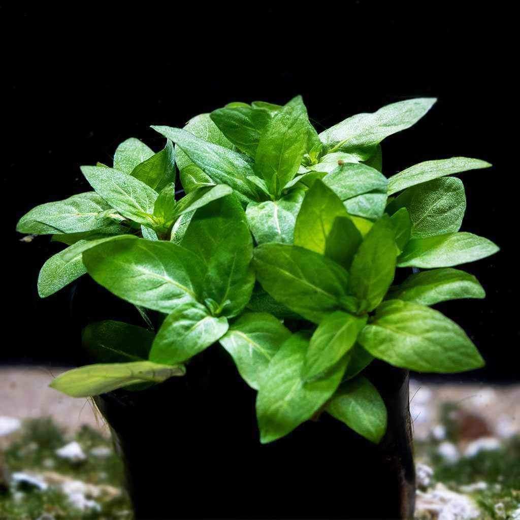 Staurogyne Repens - Aquarium Co - Op