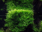 Taxiphyllum barbieri 'Bogor Moss' Tissue Culture - Aquarium Co - Op
