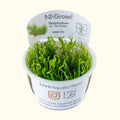 Taxiphyllum sp. ’Flame Moss’ Tissue Culture - Aquarium Co - Op