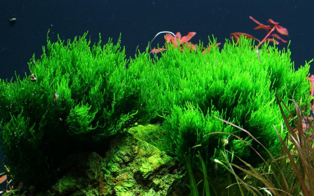 Taxiphyllum sp. ’Flame Moss’ Tissue Culture - Aquarium Co - Op