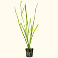 Vallisneria - Aquarium Co - Op
