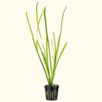 Vallisneria - Aquarium Co - Op