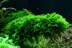 Vesicularia Dubyana 'Christmas Moss' Tissue Culture - Aquarium Co - Op