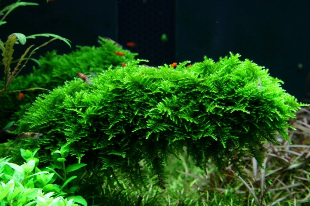 Vesicularia Dubyana 'Christmas Moss' Tissue Culture - Aquarium Co - Op