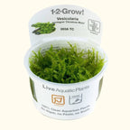 Vesicularia Dubyana 'Christmas Moss' Tissue Culture - Aquarium Co - Op