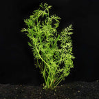 Water Sprite - Aquarium Co - Op