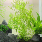 Water Sprite - Aquarium Co - Op