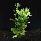 Water Wisteria - Aquarium Co - Op
