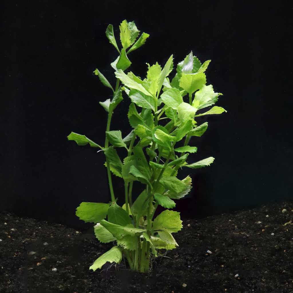 Water Wisteria - Aquarium Co - Op