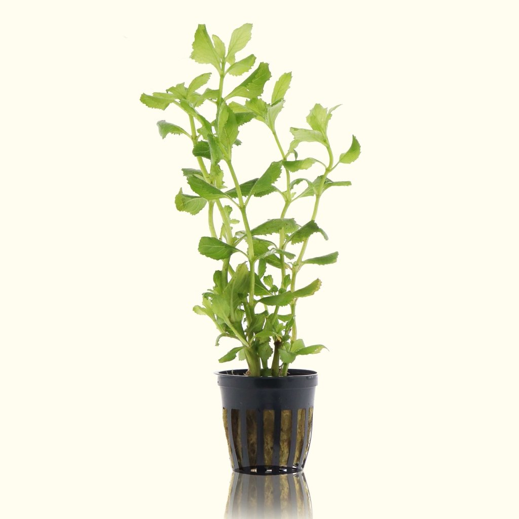 Water Wisteria - Aquarium Co - Op