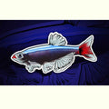White Cloud Mountain Minnow Decal Sticker - Aquarium Co - Op
