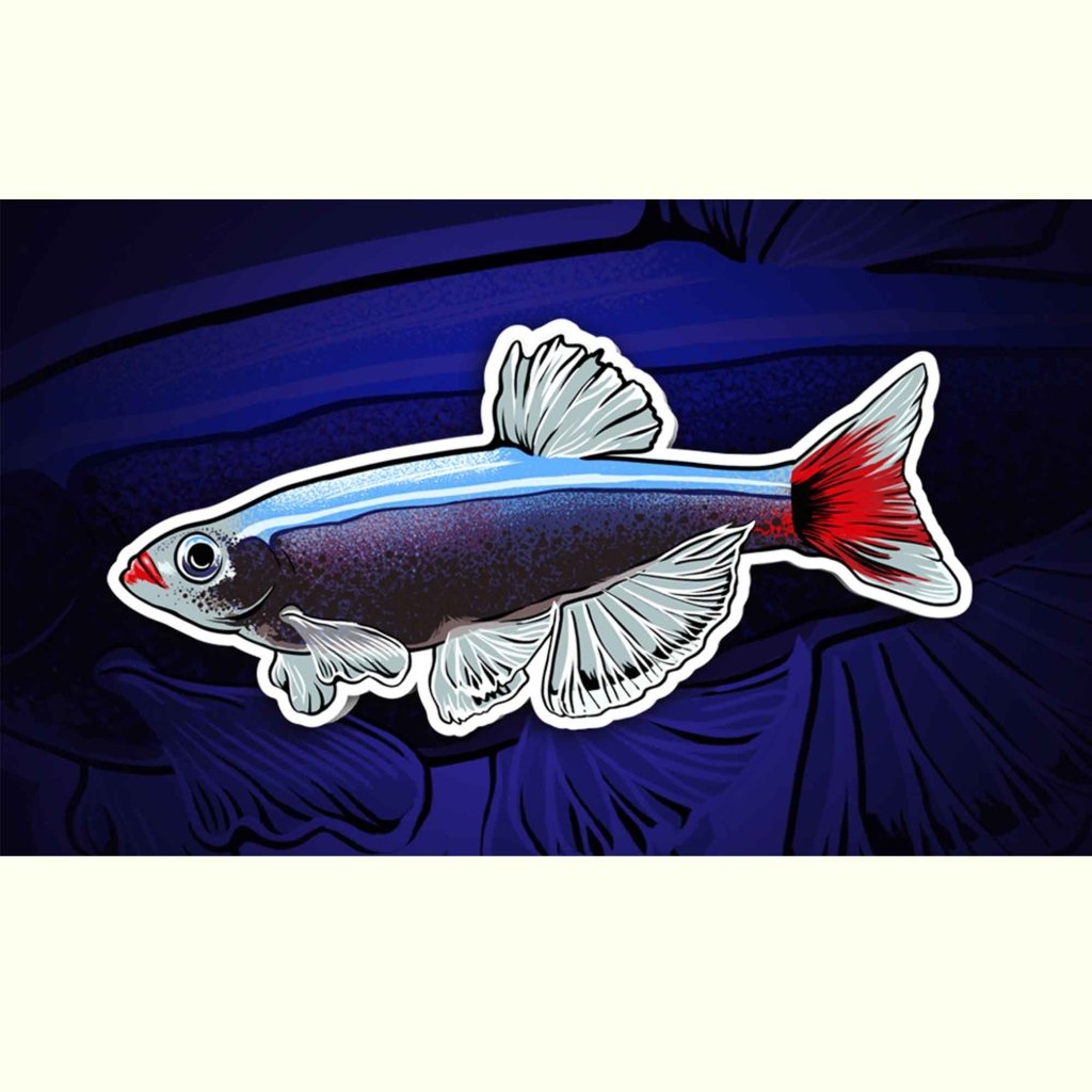 White Cloud Mountain Minnow Decal Sticker - Aquarium Co - Op