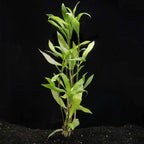 Willow Hygro - Aquarium Co - Op