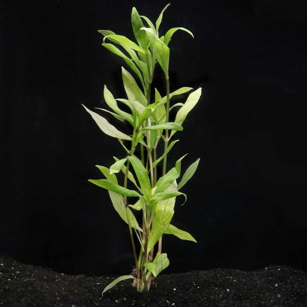 Willow Hygro - Aquarium Co - Op