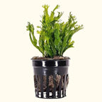 "Windelov" Java Fern - Aquarium Co - Op