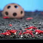 Xtreme Shrimpee Sinking Sticks - Aquarium Co - Op